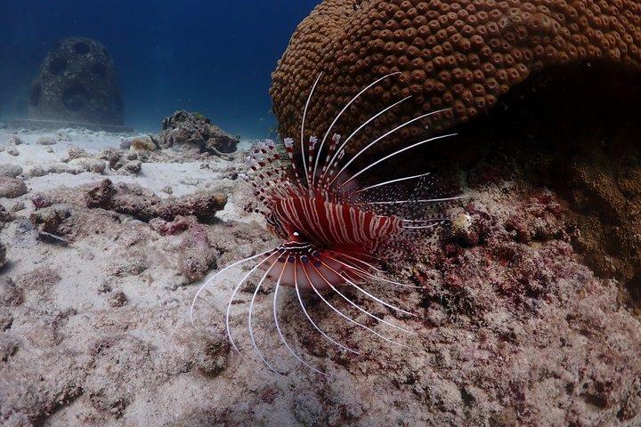 プーケット島：ラチャ諸島2島、シュノーケリング3回（ヨットから終日）