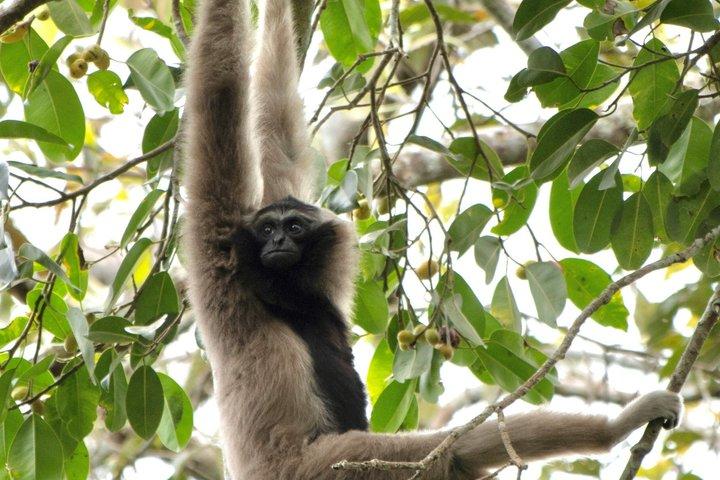 Tour de un día por el Parque Nacional Khao Yai con kayak y safari nocturno