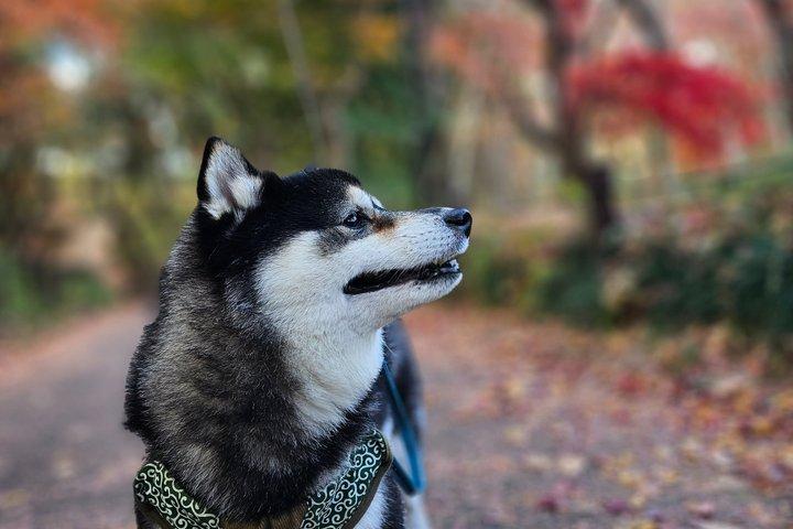 柴犬と歩く東京の紅葉
