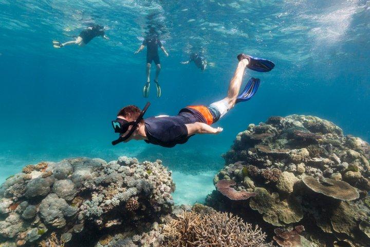 Aventura de observación de delfines y snorkel en Mascate