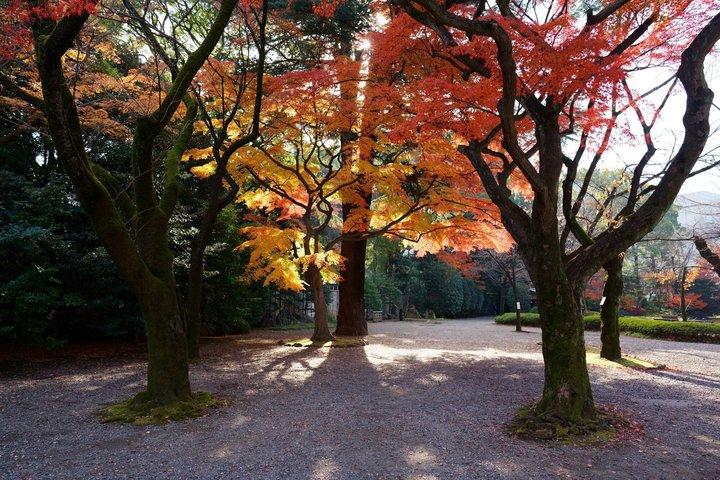 柴犬と歩く東京の紅葉