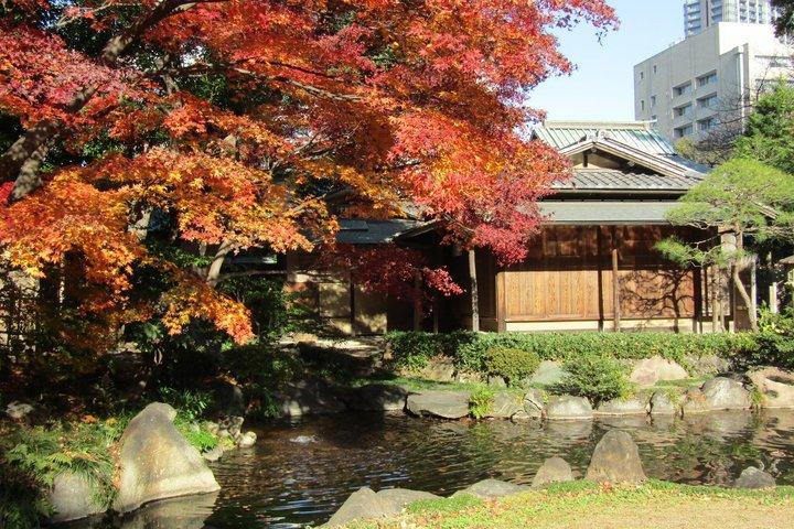 柴犬と歩く東京の紅葉
