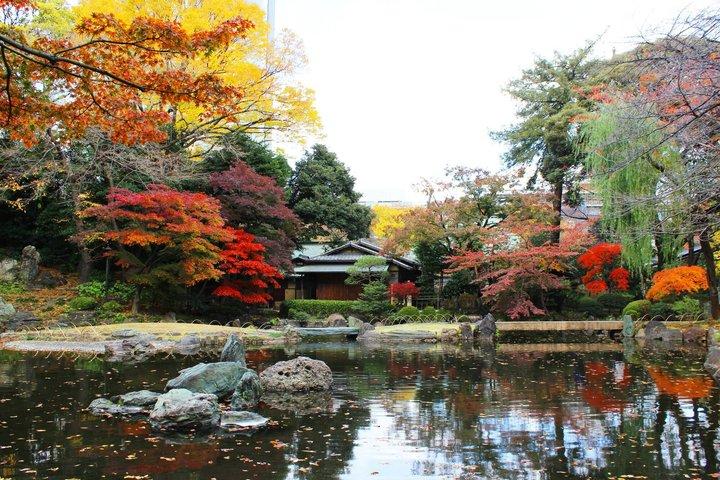 柴犬と歩く東京の紅葉