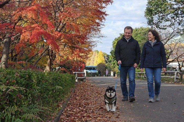 柴犬と歩く東京の紅葉