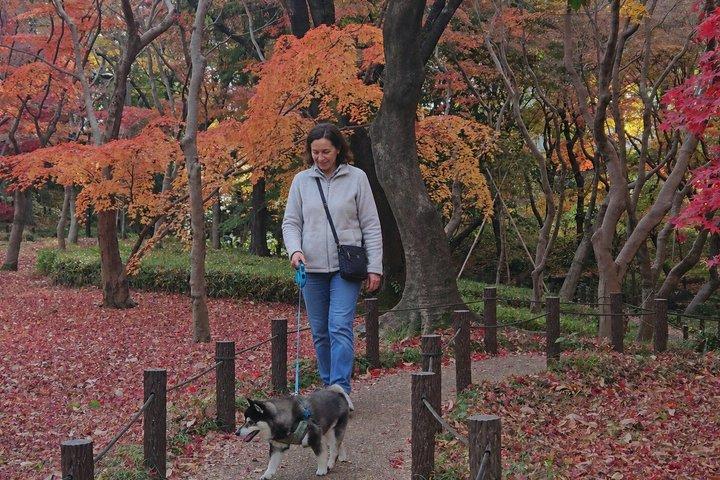 柴犬と歩く東京の紅葉