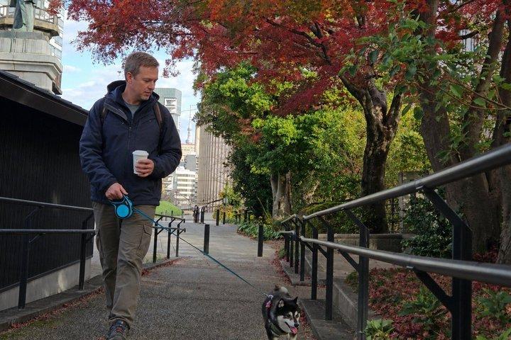 柴犬と歩く東京の紅葉