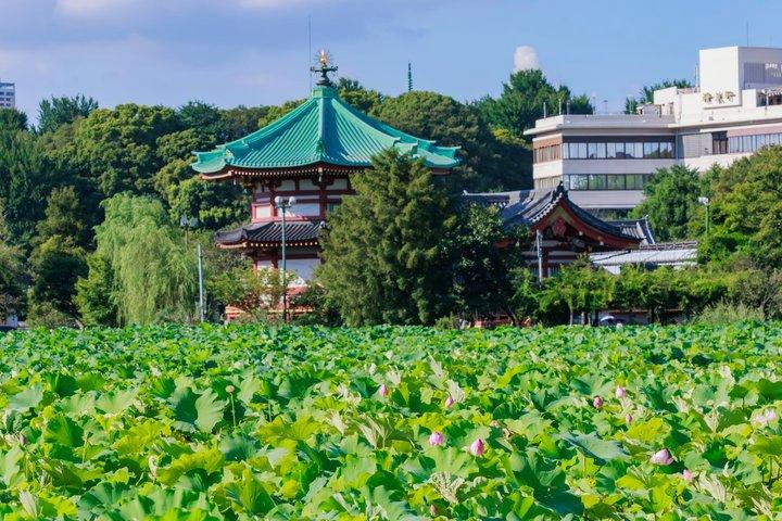 Visite Privée de Tokyo : Temples, Culture & Modernité.