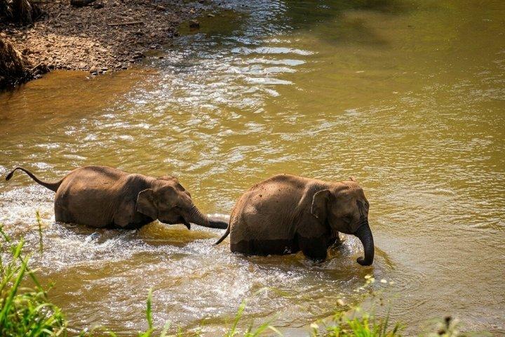 3-en-1 : visite de Doi Inthanon, sanctuaire des éléphants et sentier de randonnée