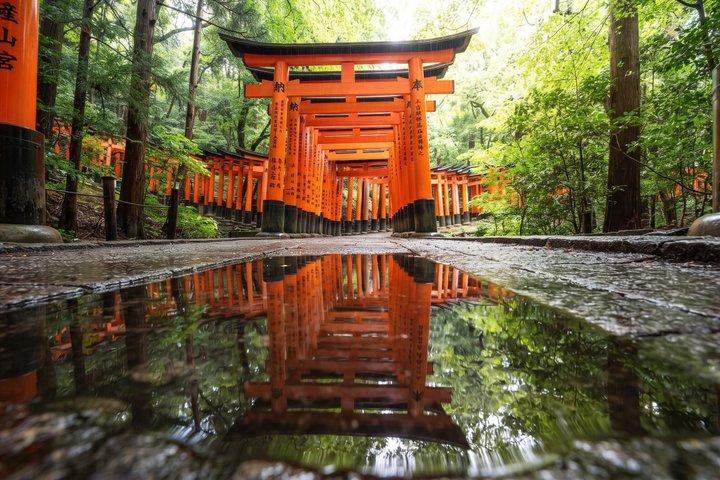 京都プライベートモーニングツアー：伏見稲荷＆チームラボバイオボルテックス