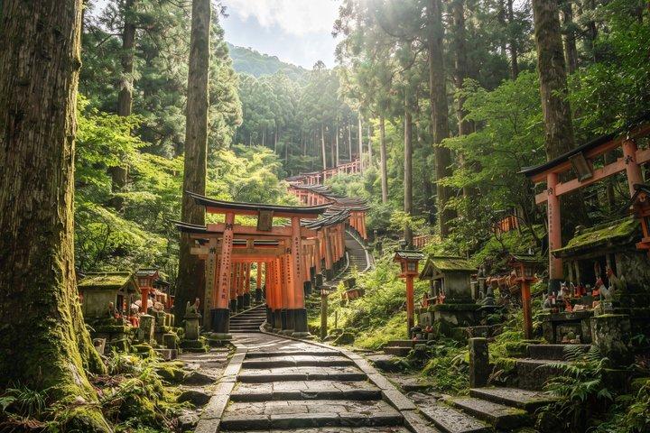 京都プライベートモーニングツアー：伏見稲荷＆チームラボバイオボルテックス