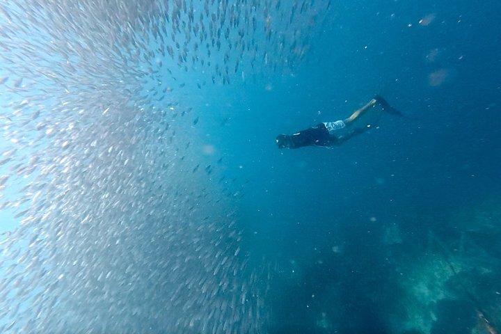 Mactan Cebu Sardine Run Beginner Freedive with Transfers