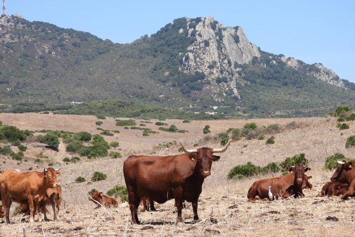 カディス発タリファ、ベヘル、ボロニアビーチへの小旅行
