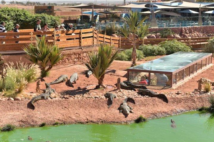 From Agadir Crocoparc Tree Climbing Goats and Argan Oil Tour