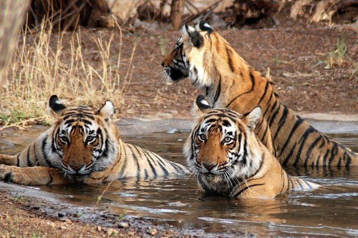 Tour de 7 días al Triángulo Dorado con Ranthambore Tiger Safari