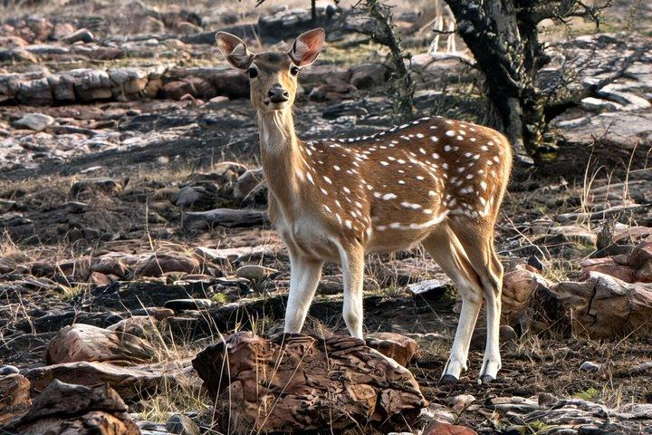 Tour de 7 días al Triángulo Dorado con Ranthambore Tiger Safari