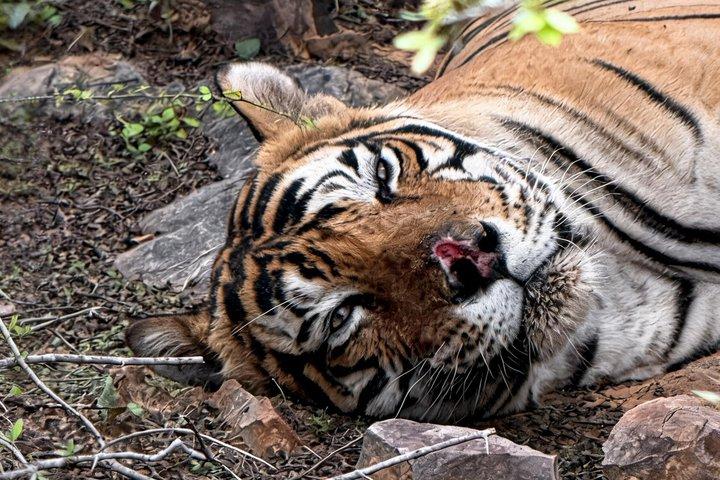 Tour de 7 días al Triángulo Dorado con Ranthambore Tiger Safari