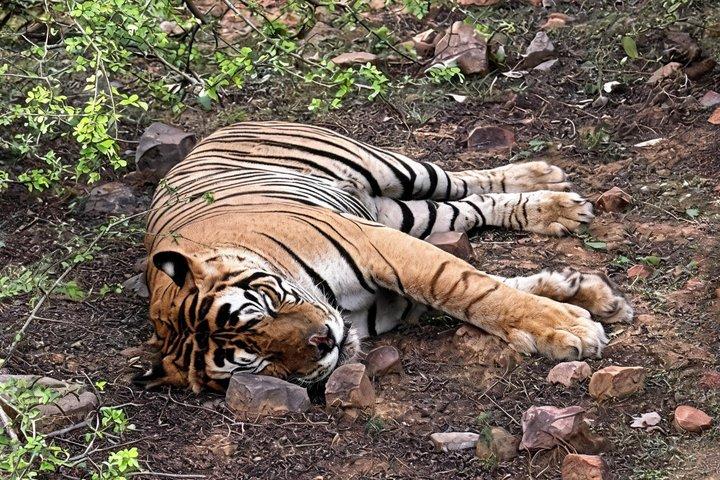 Tour de 7 días al Triángulo Dorado con Ranthambore Tiger Safari