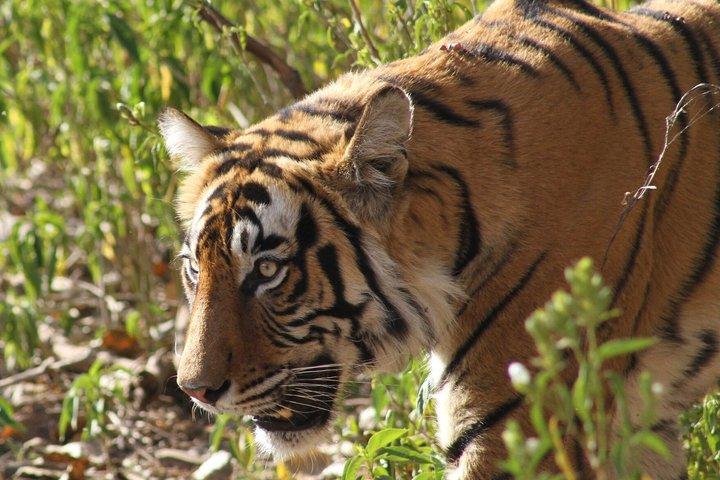 Tour de 7 días al Triángulo Dorado con Ranthambore Tiger Safari