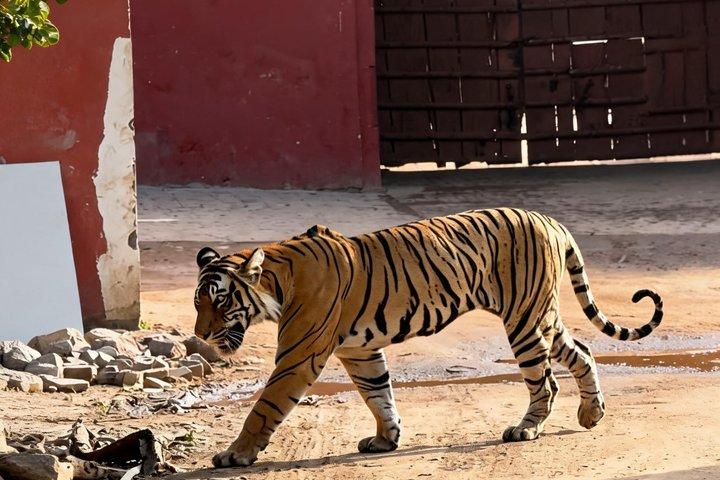 Tour de 7 días al Triángulo Dorado con Ranthambore Tiger Safari