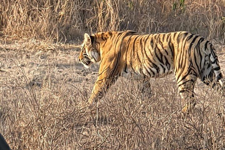 Tour de 7 días al Triángulo Dorado con Ranthambore Tiger Safari