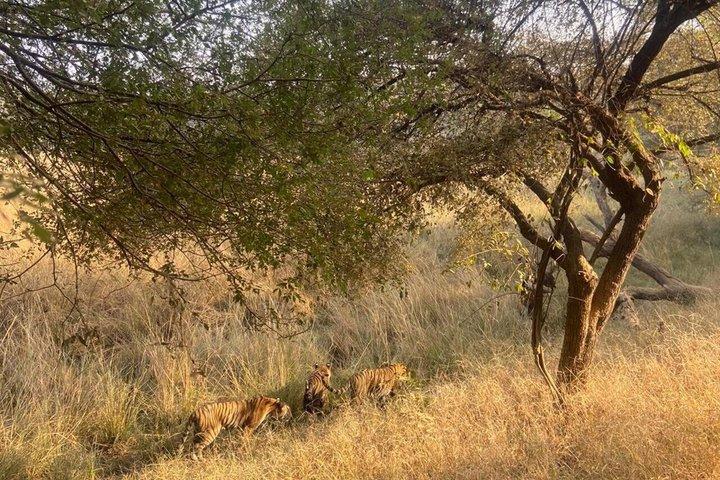 Tour de 7 días al Triángulo Dorado con Ranthambore Tiger Safari