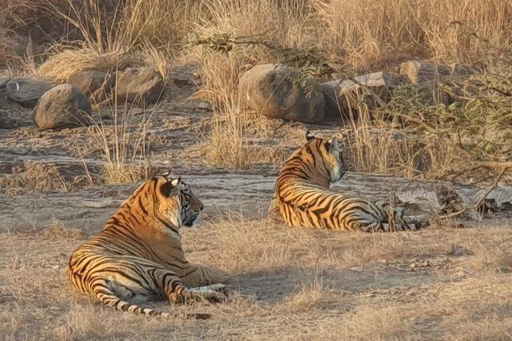 Tour de 7 días al Triángulo Dorado con Ranthambore Tiger Safari