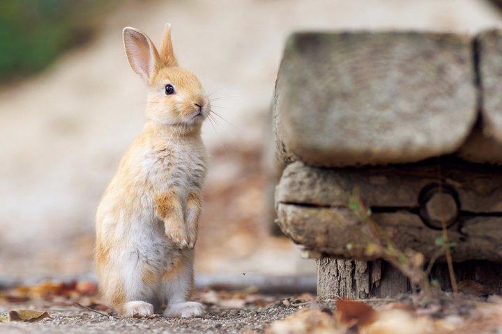 Hiroshima Private Day Trip to Okunoshima Rabbit Island