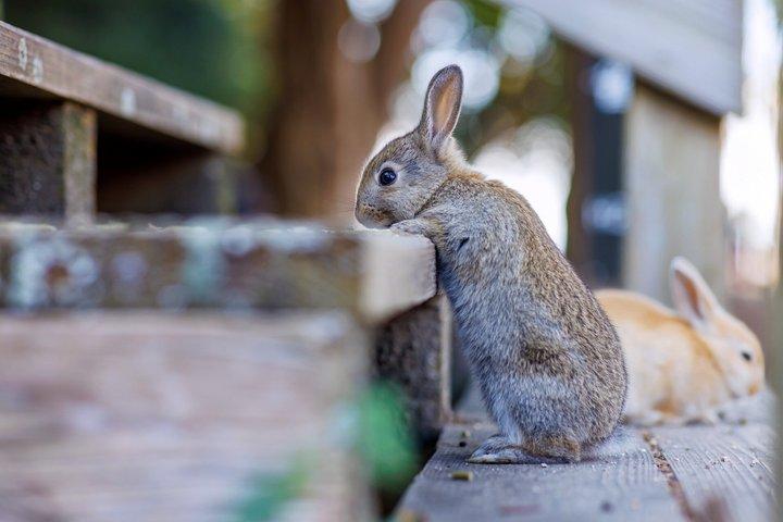 Hiroshima Private Day Trip to Okunoshima Rabbit Island