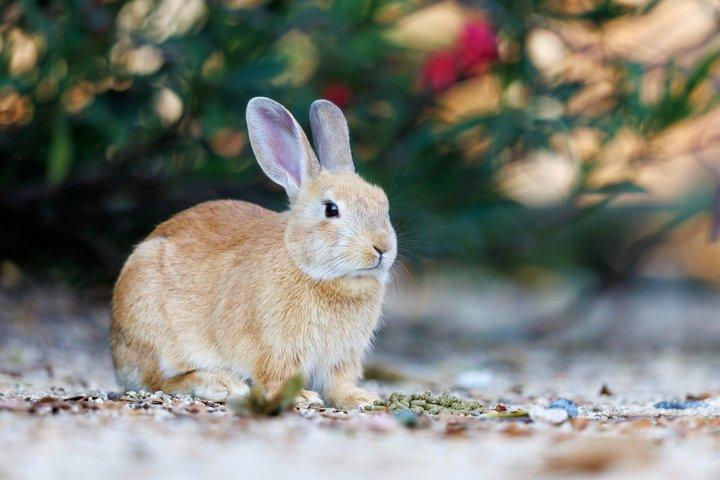 Hiroshima Private Day Trip to Okunoshima Rabbit Island