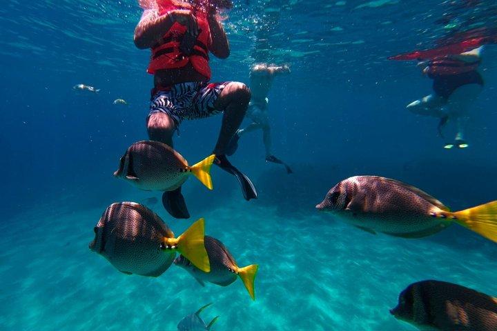 Snorkelboottocht met gids, drankjes en fruit