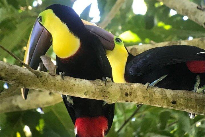 Manuel Antonio National Park: Guidet tur med inkluderet billet