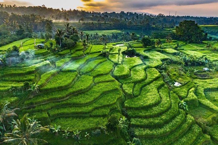 Bali Private Vehicle Charter with Local Driver