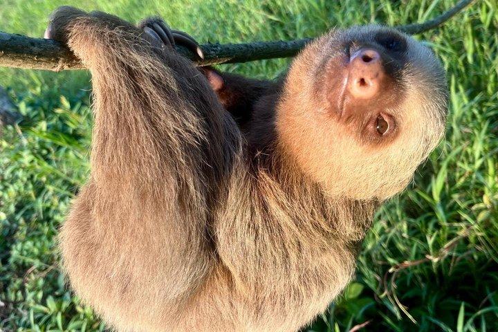 アルティメット・モンテベルデプライベート野生動物＆雲霧林終日ツアー