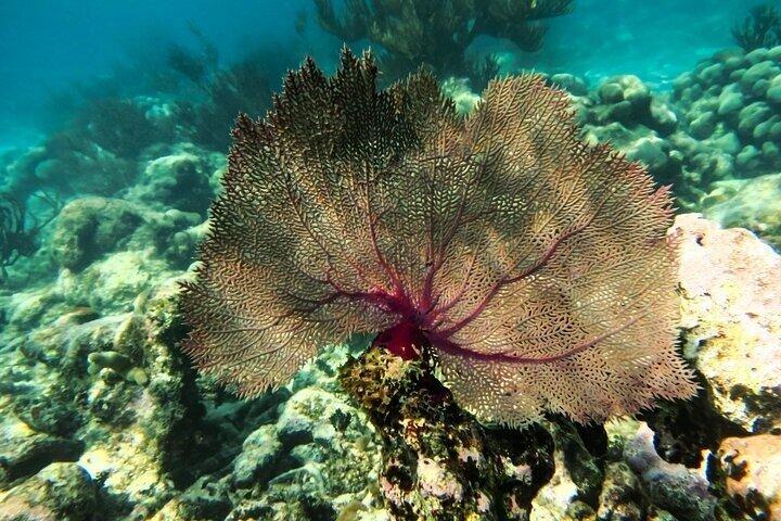 Akumal Reef Turtle Encounter + Cenote! Full Nature Adventure