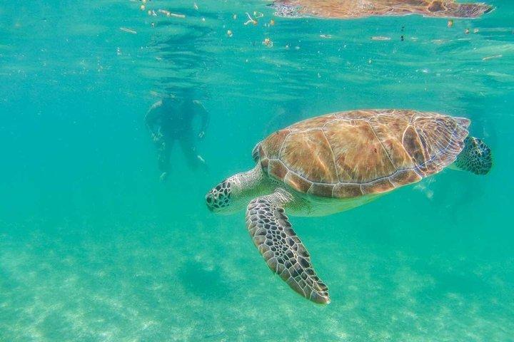 Akumal Reef Turtle Encounter + Cenote! Full Nature Adventure