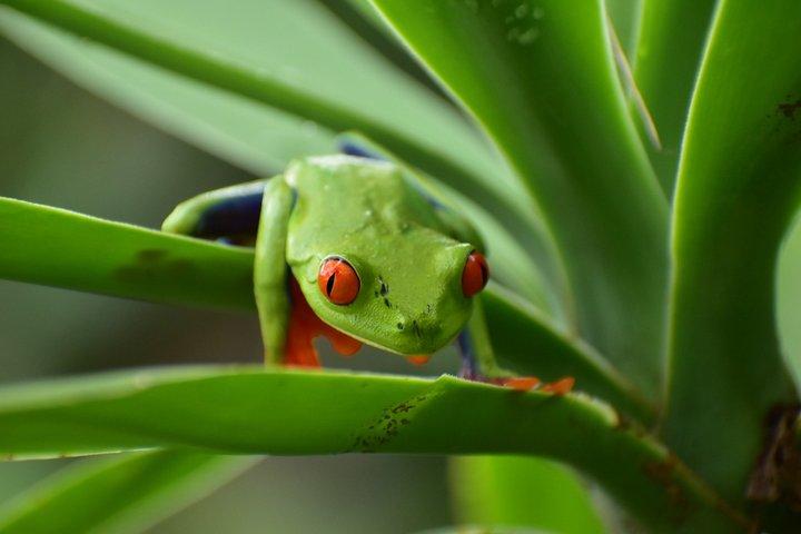 Sloth Encounter and Rio Celeste Rainforest Adventure