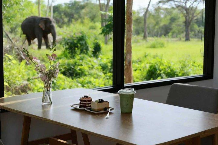 Elephant Cafe Experience in Phuket with Drink & Capybara Visit