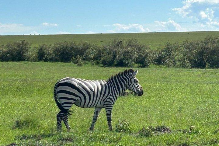3日間シェア・マサイマラ・サファリ：ビッグファイブと野生動物