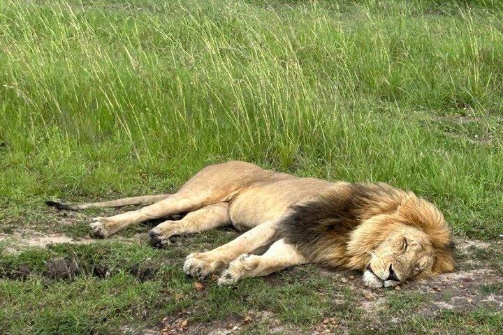 3日間シェア・マサイマラ・サファリ：ビッグファイブと野生動物