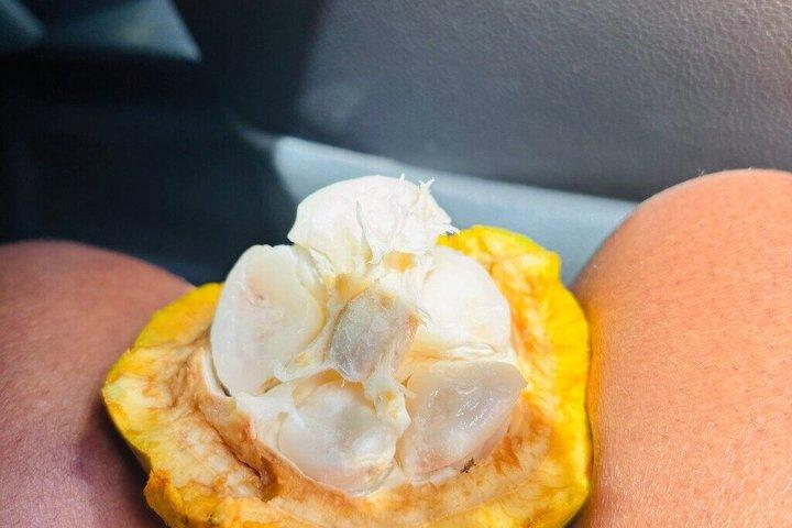 市内観光と半日サファリ体験