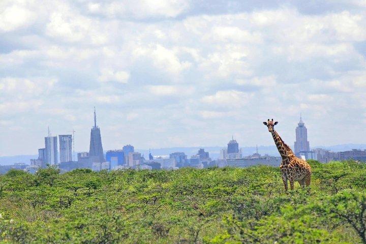 ナイロビ国立公園の半日ガイドツアー；都市のスカイライン