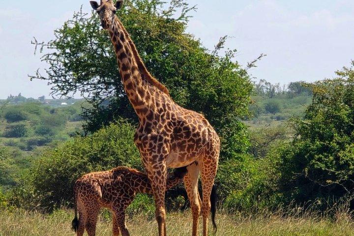 ナイロビ国立公園の半日ガイドツアー；都市のスカイライン