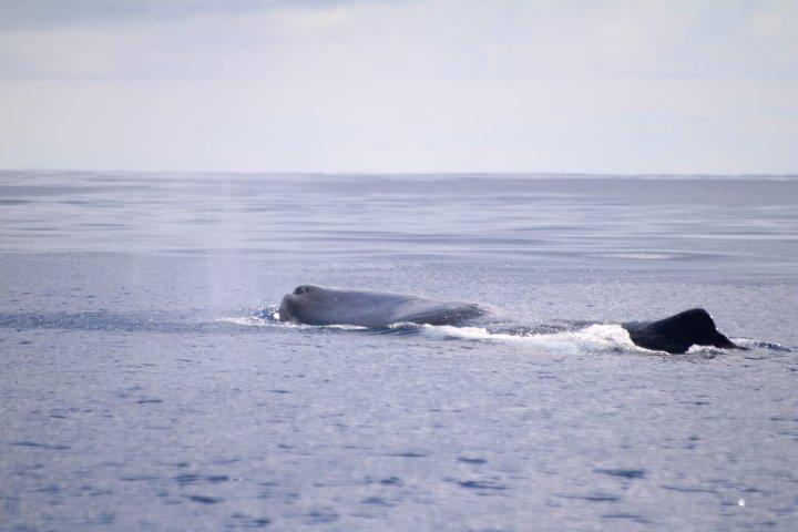 テルセイラ島でのクジラとイルカウォッチング