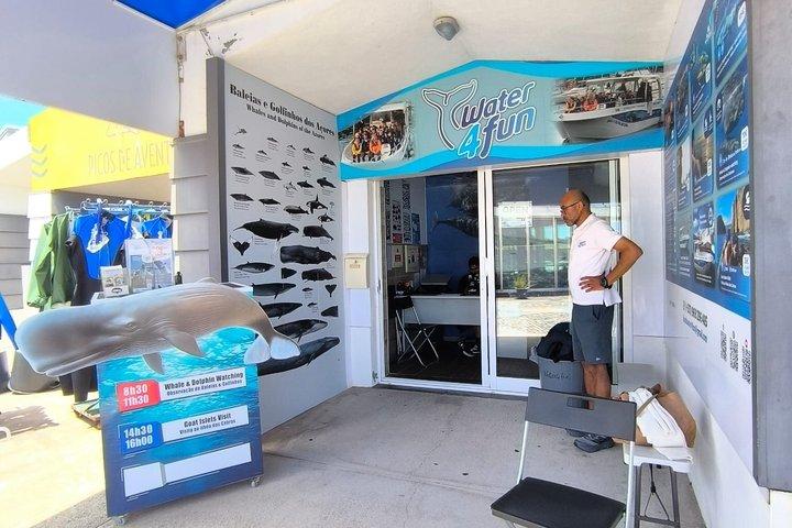 テルセイラ島でのクジラとイルカウォッチング