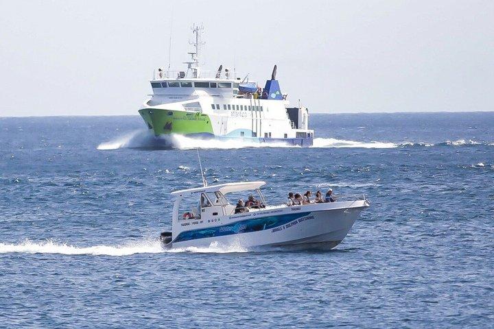テルセイラ島でのクジラとイルカウォッチング
