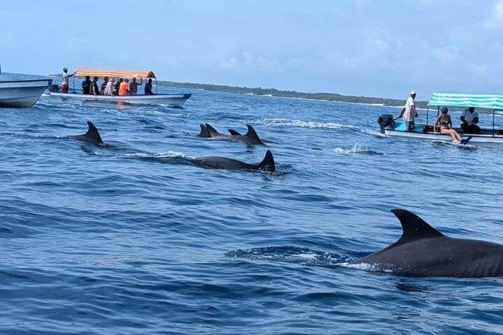 ムンバ島ドルフィン水泳とシュノーケリングツアー