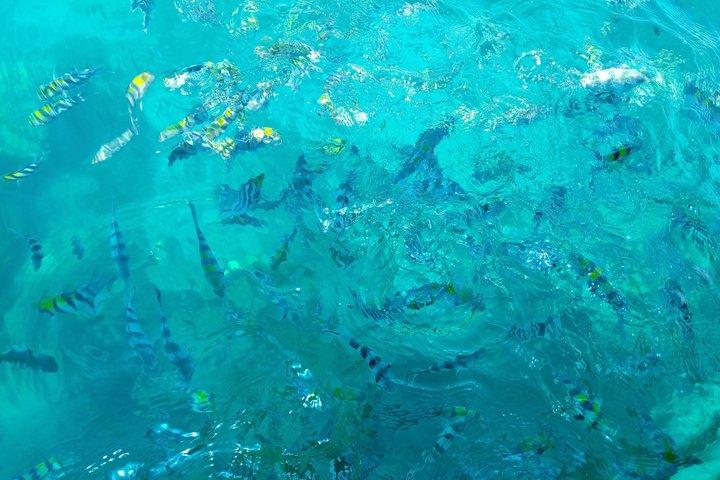 ムンバ島ドルフィン水泳とシュノーケリングツアー