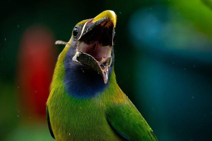 PRIVATE TARGET BIRDWATCHING EXPEDITION + free binoculars