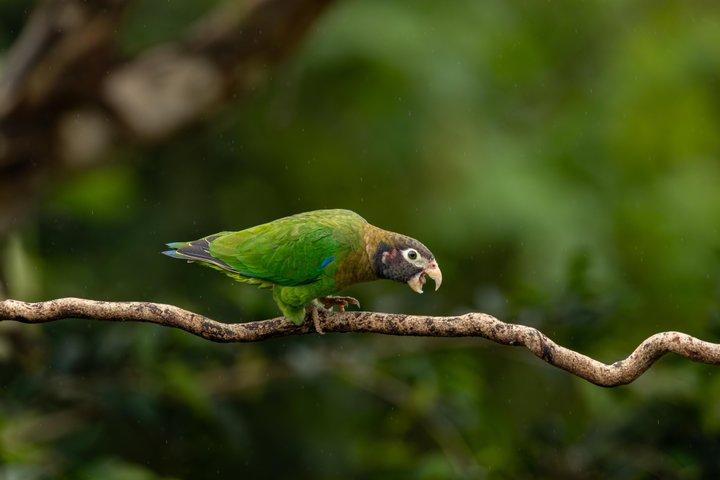 PRIVATE TARGET BIRDWATCHING EXPEDITION + free binoculars