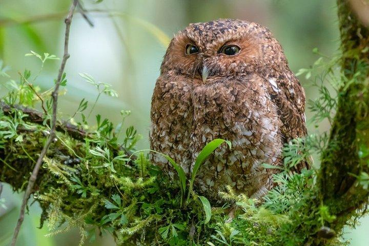 PRIVATE TARGET BIRDWATCHING EXPEDITION + free binoculars